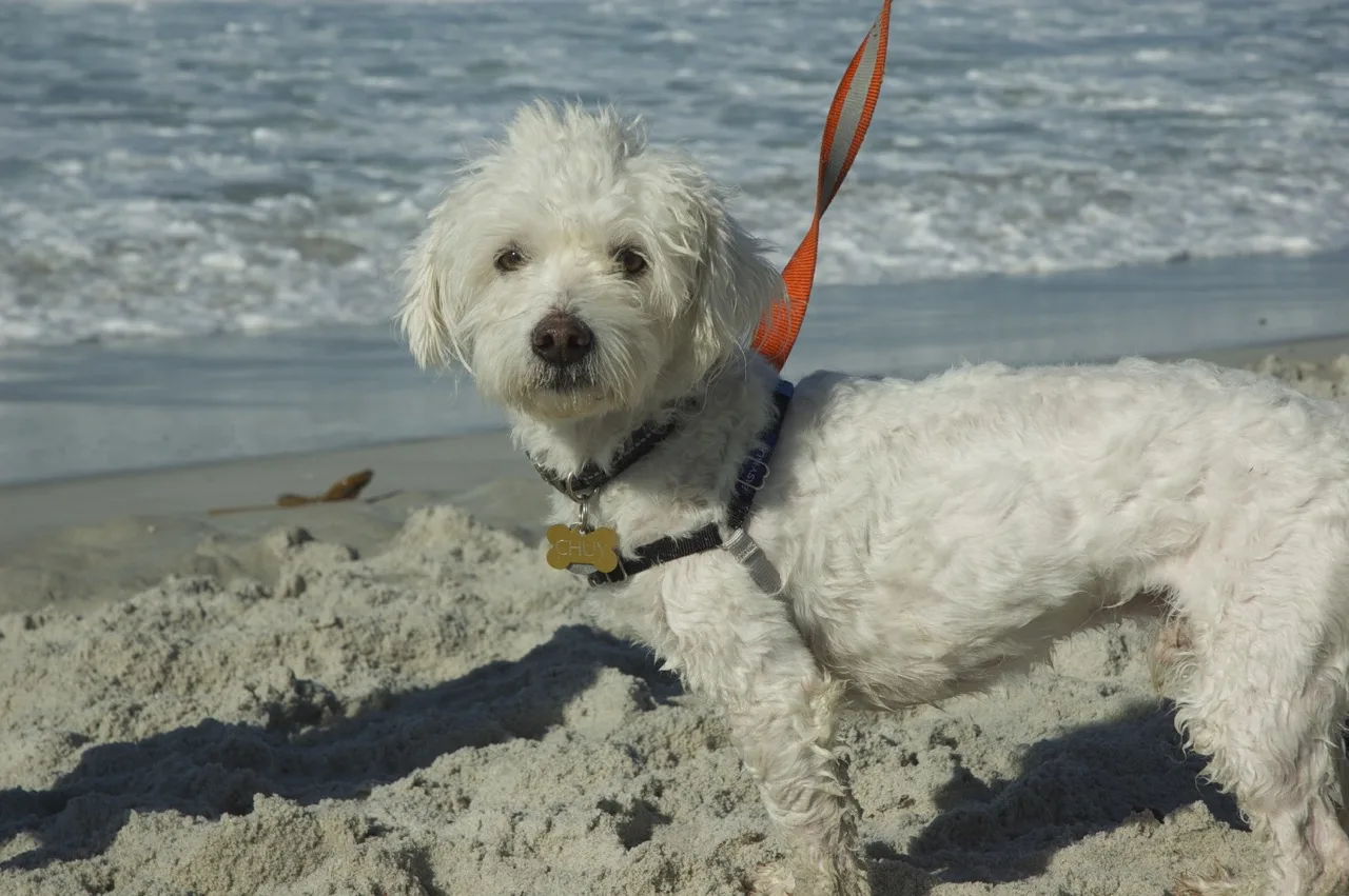 Dog on leash on the beach in Carmel