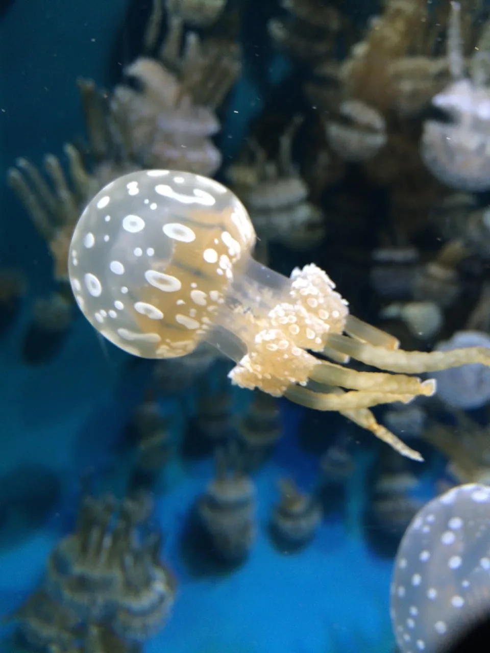 spotted-jellies-Monterey_Bay_Aquarium