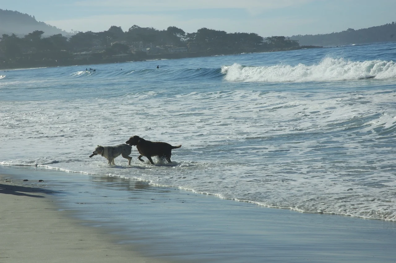 Carmel_Dog_Beach