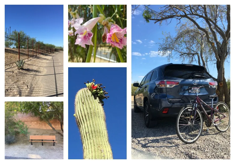 The Loop Trail in Tucson is a beautiful paved bike and pedestrian trail. 