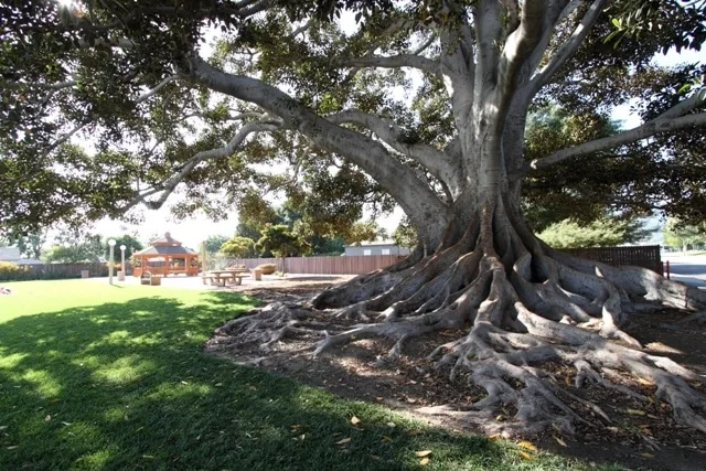 Big Tree Park is one of the many fun places to take kids in Glendora, CA