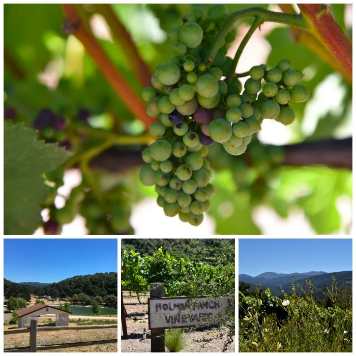The Vineyard and grounds at Holman Ranch in Carmel Valley