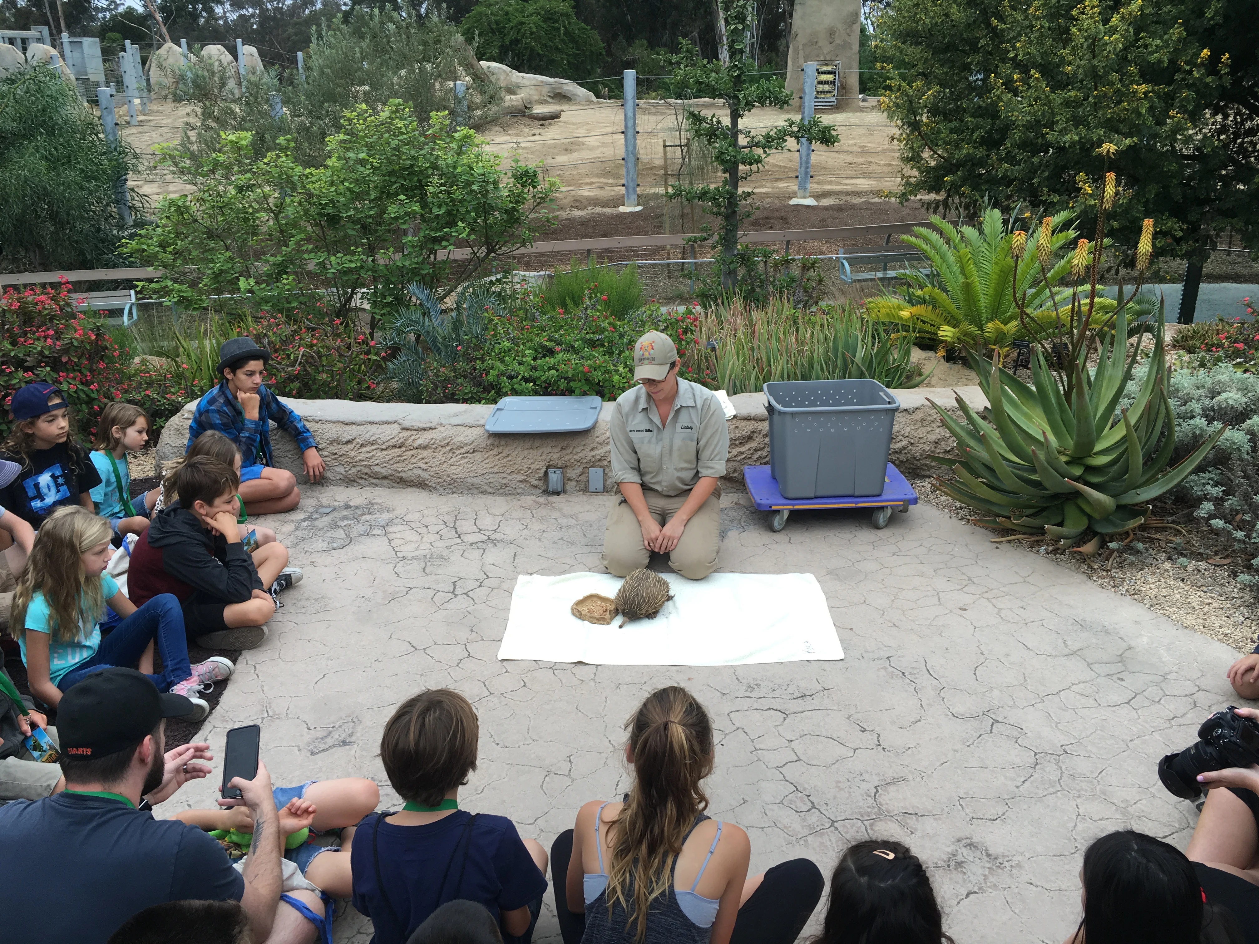 Echidna at San Diego Zoo