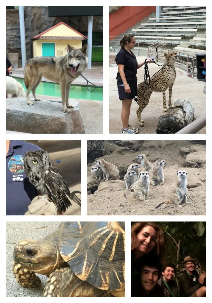 San Diego Zoo animal collage