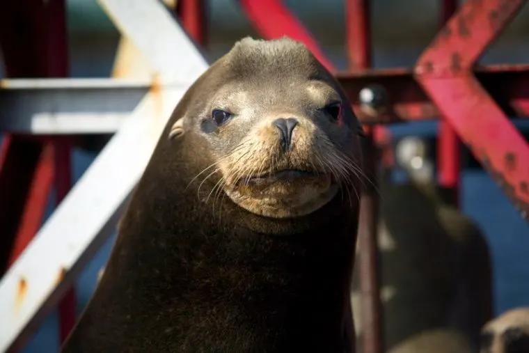Seal photo courtesy of the Redondo Beach Pier