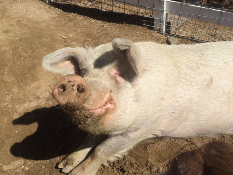 a pig at The Gentle Barn in the Santa Clarita area.