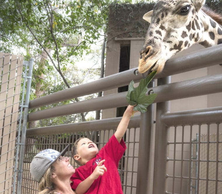 Feeding the giraffe at the LA Zoo, Photo credit: Jamie Pham