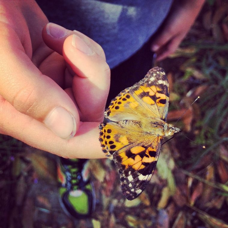 close up of butterfly on a child's finger