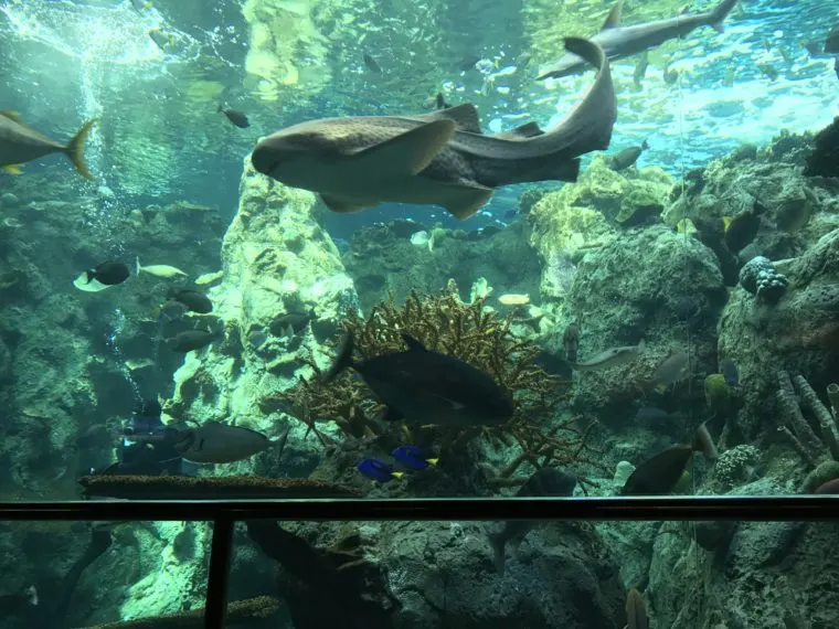 a shark swimming by in a tank at the Aquarium of the Pacific