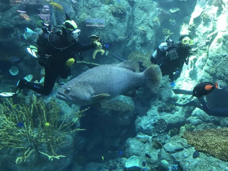 2 divers swim in a tank at the Aquarium of the Pacific with a giant grouper in the foreground