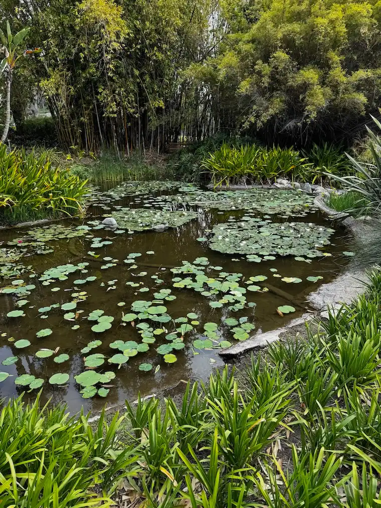 The Lily Pond is a big hit with kids at the Huntington