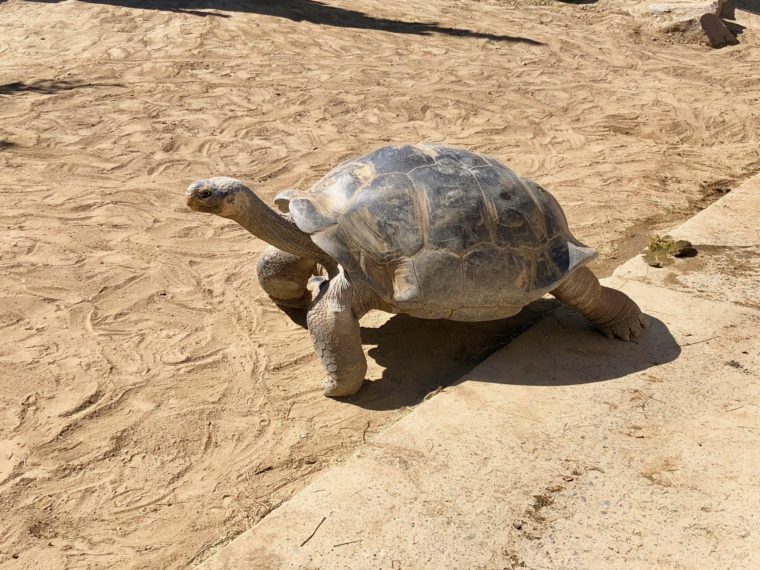 Galápagos Tortoise at san Diego Zoo