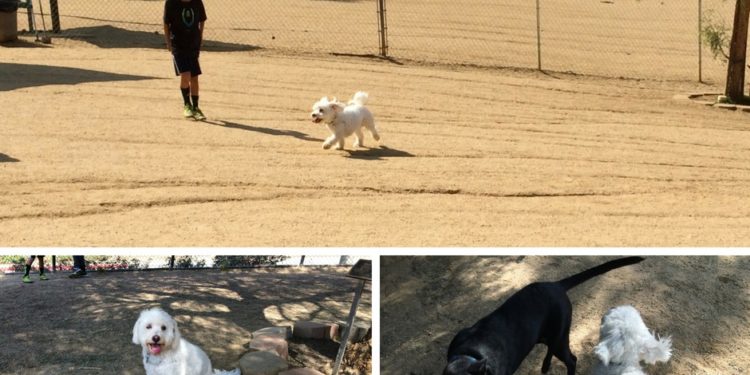 Boneyard Dog Park in Culver City is one of the best dog parks in the Los Angeles area. #losangeles #dogs #losangelesdogs