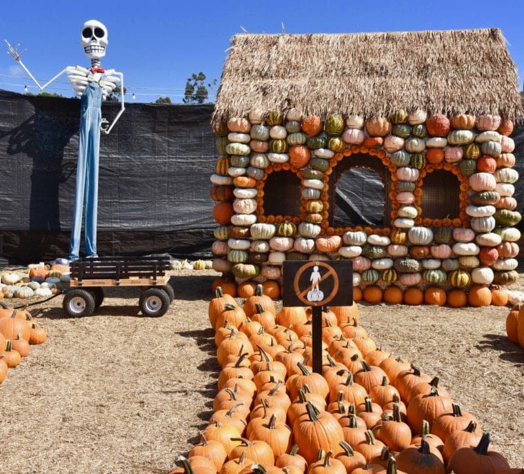 Mr. Bones Pumpkin Patch
