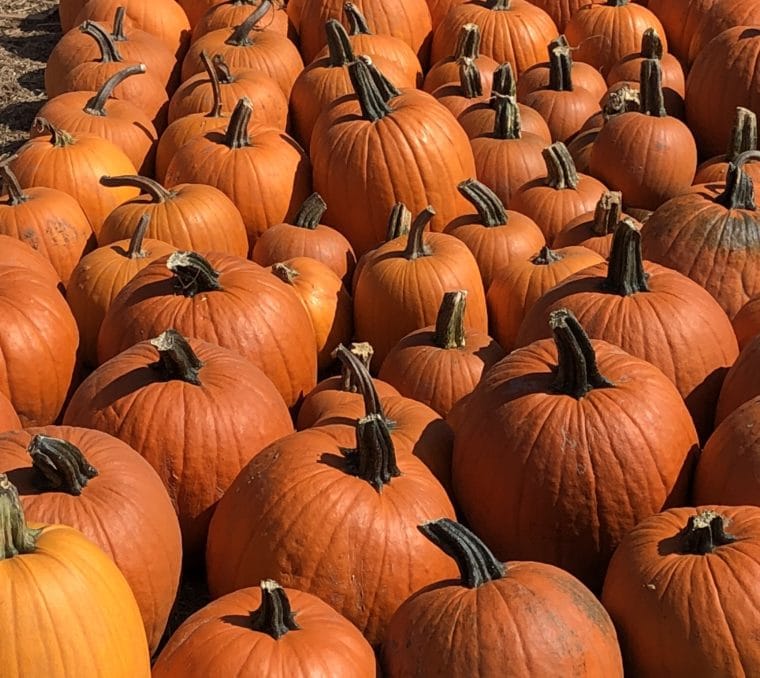 orange pumpkins filling frame