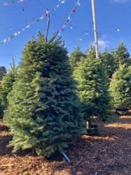 Where to find a Christmas Tree in Los Angeles. #christmastree #christmastreelot