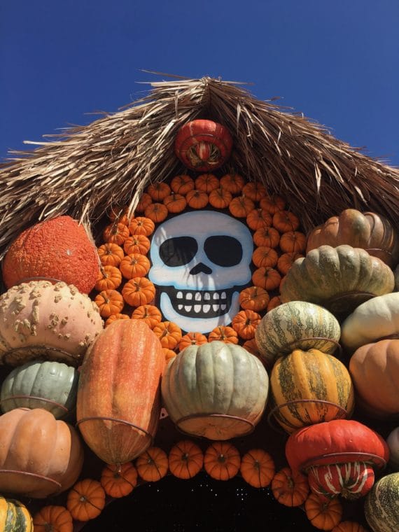 Mr. Bones Pumpkin Patch