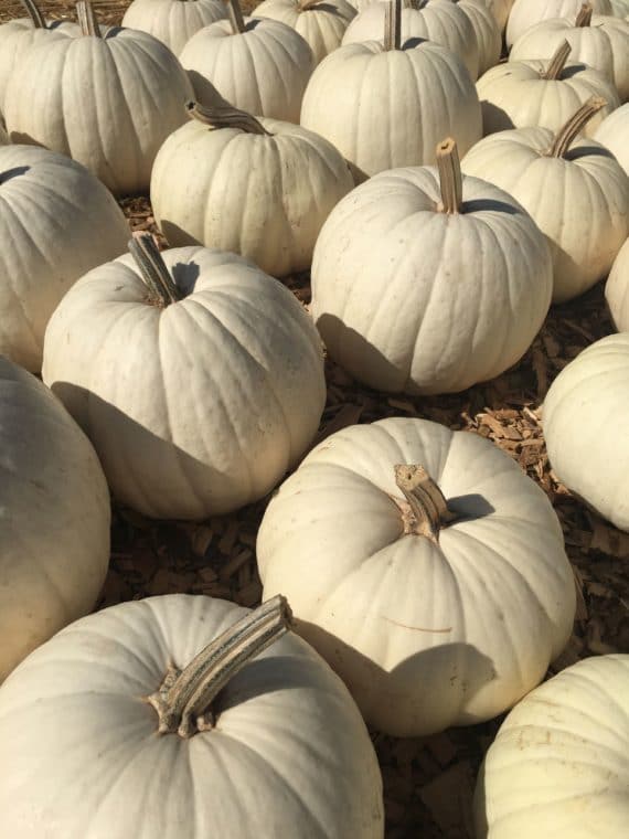 white pumpkins at Mr. Bones pumpkin patch