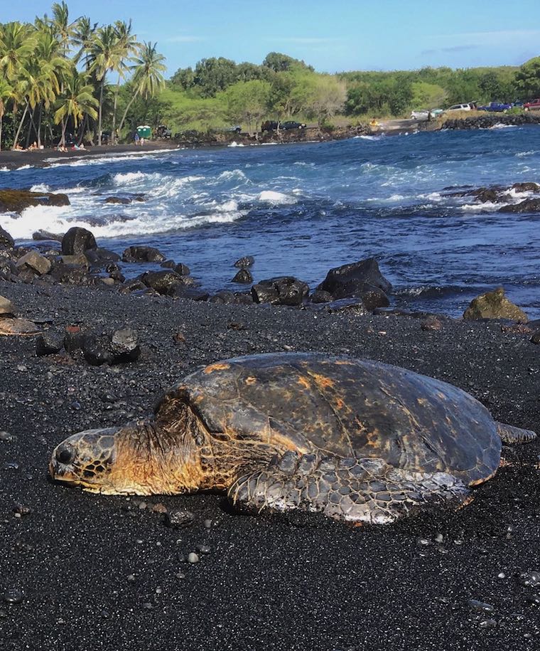 turtle on black sand beach in Hawaii