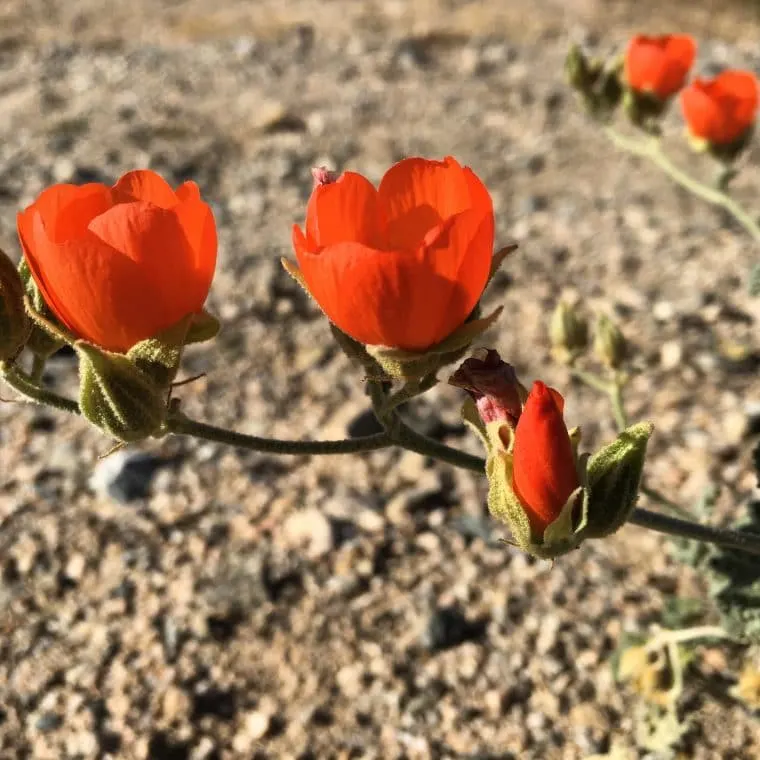 wild red flowers in the desert