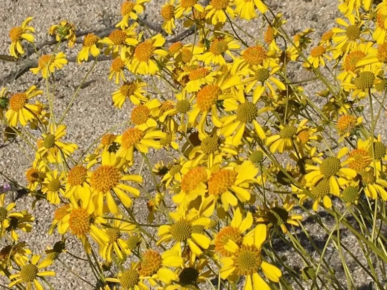 wildflowers in the socal desert