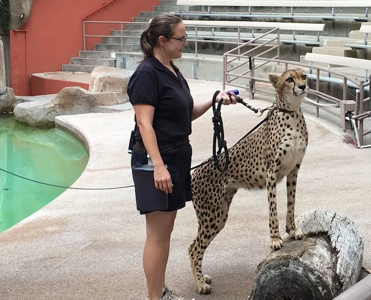 a Cheetah and her handler at the San Diego Zoo