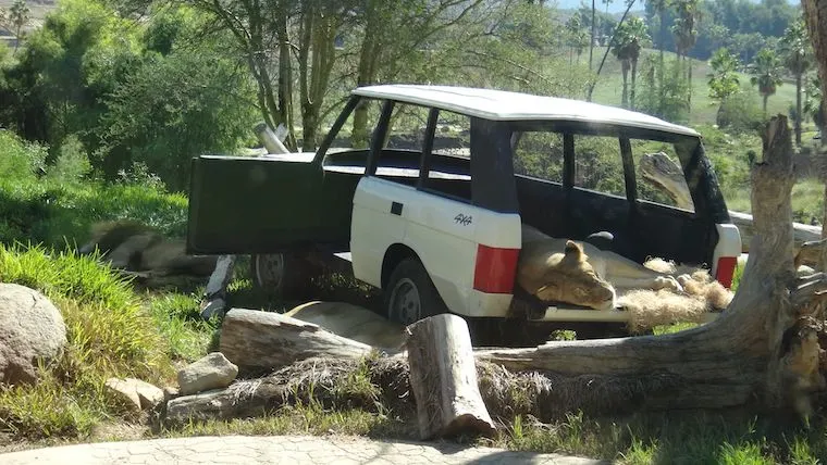 lions sleeping in a decommissioned Range Rover at the San Diego Zoo Safari Park