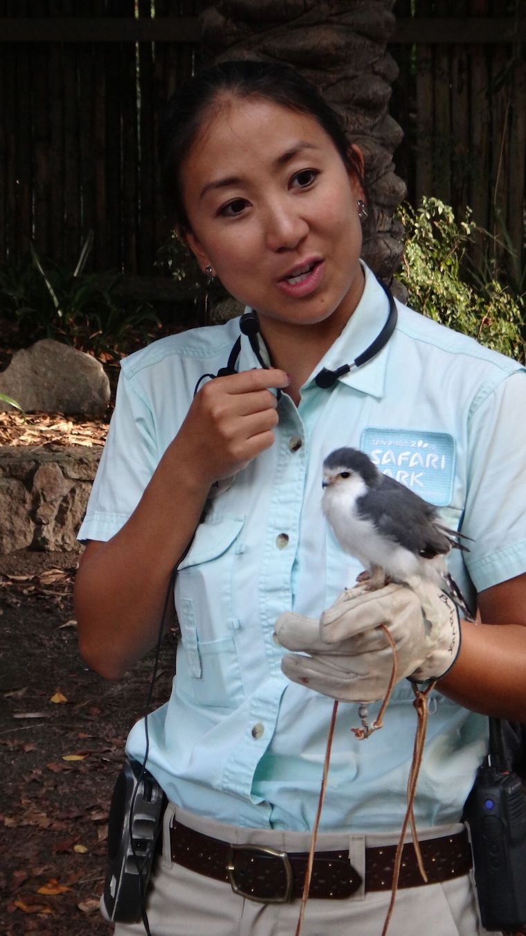 handler holding pygmy falcon at safari park