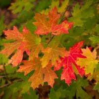 maple leaves fall colors