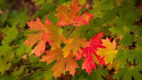 maple leaves fall colors