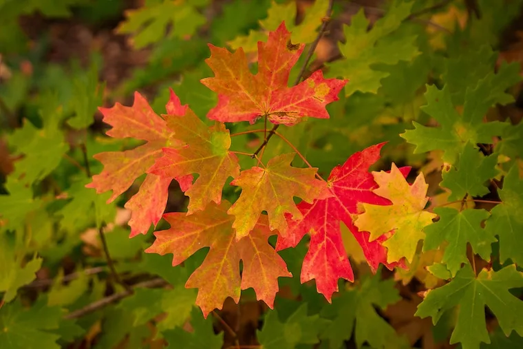 maple leaves displaying fall colors