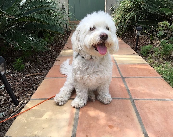 happy-dog-ready-for-a-walk