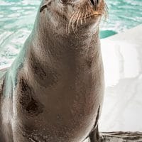 Aquarium-of-the-Pacific-marine-mammal-Chase-the-Pinniped