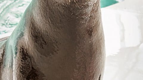 Aquarium-of-the-Pacific-marine-mammal-Chase-the-Pinniped