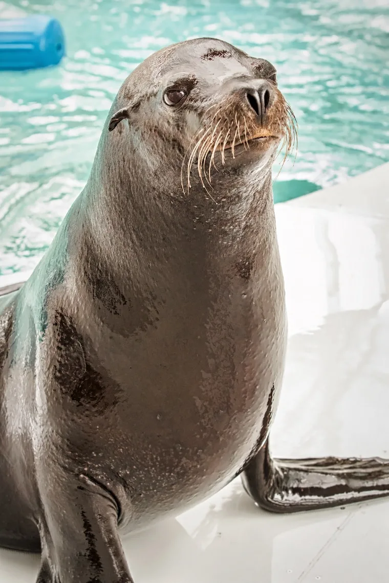 one of the Pinnipeds, also known as a Sea Lion, photo courtesy of the Aquarium of the Pacific
