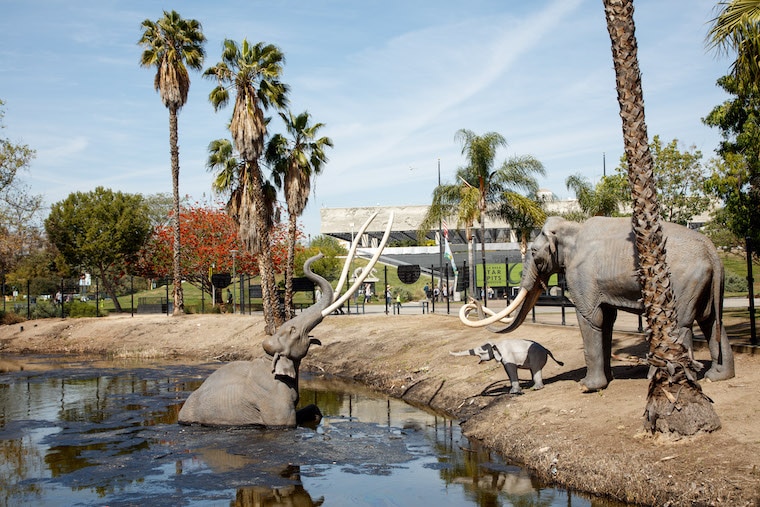 La Brea Tar Pits mammoth stuck in tar