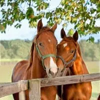 Two horses standing close together at the fence