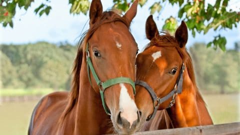 Two horses standing close together at the fence