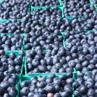 blueberries in cartons