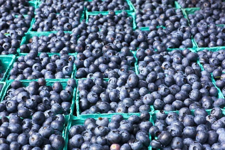 many cartons of blueberries at a farmers market