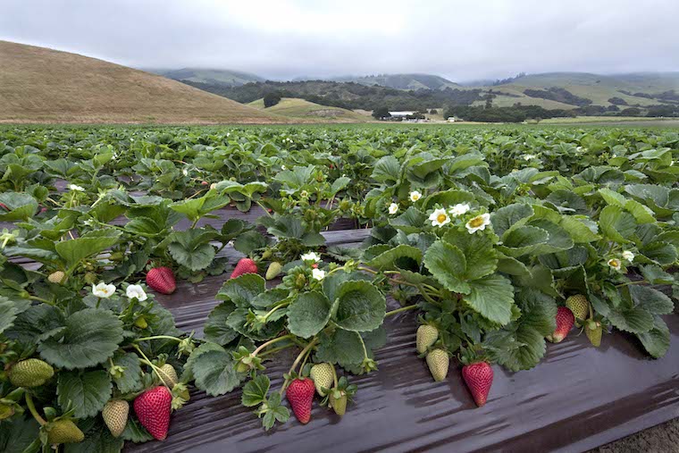 field of strawberries showing ripe fruit