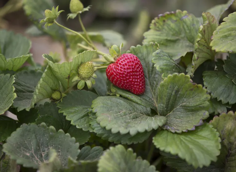 strawberry plant with ripe strawberry