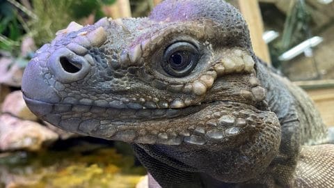 Beckham-the-Rhino-Iguana-at-the-Reptile-Zoo