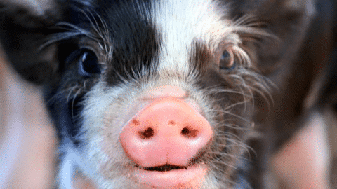 Amys-Farm-promo-baby-pig