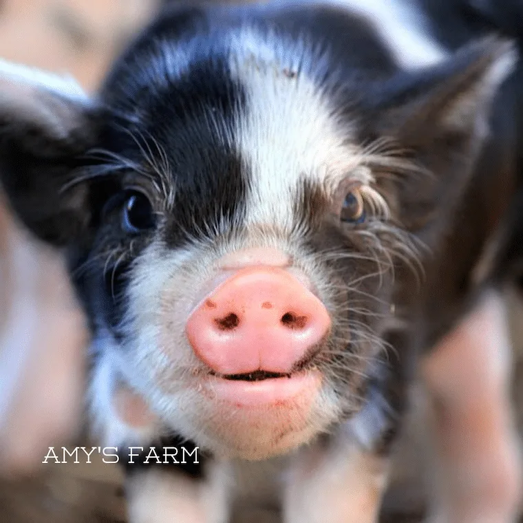 Adorable Baby Pig, photo courtesy of Amy's Farm