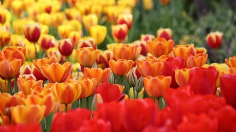 Descanso-gardens-Tulips