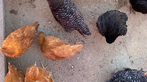 chickens-at-Underwood-Family-Farms