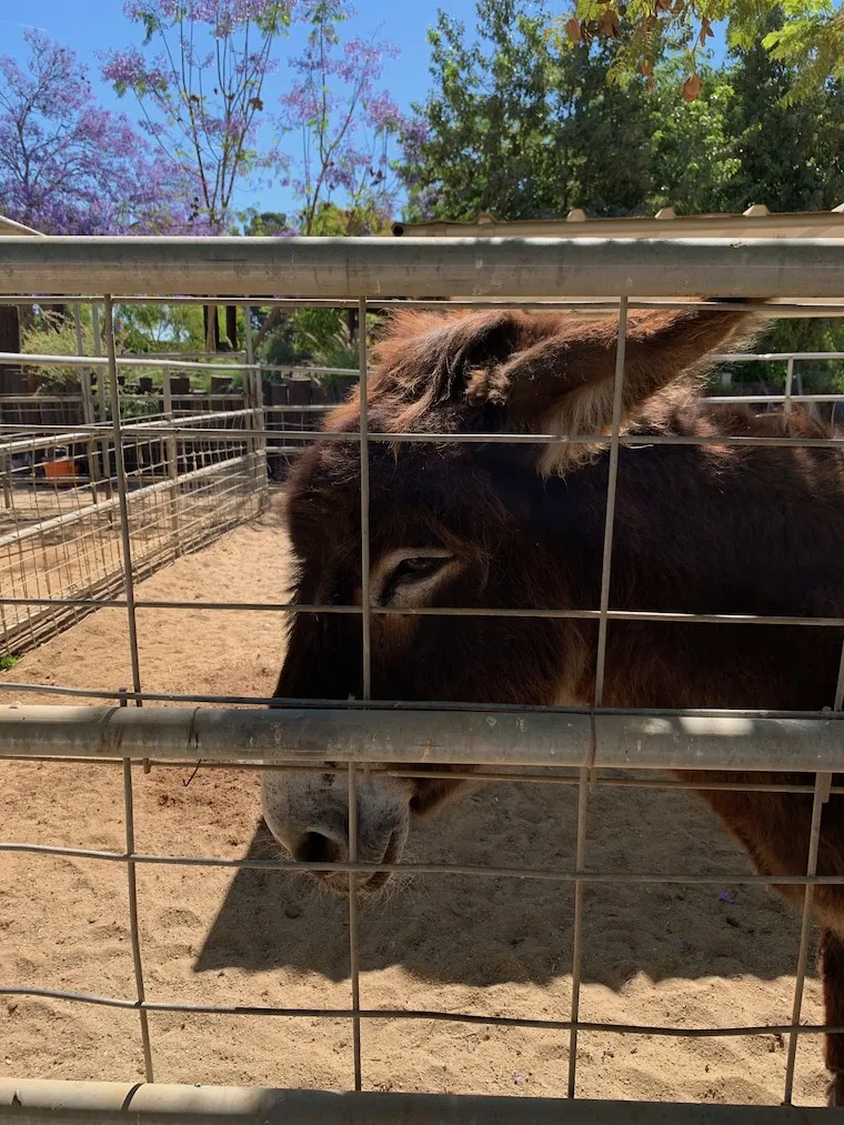 Sweet Donkey at Underwood Family Farms