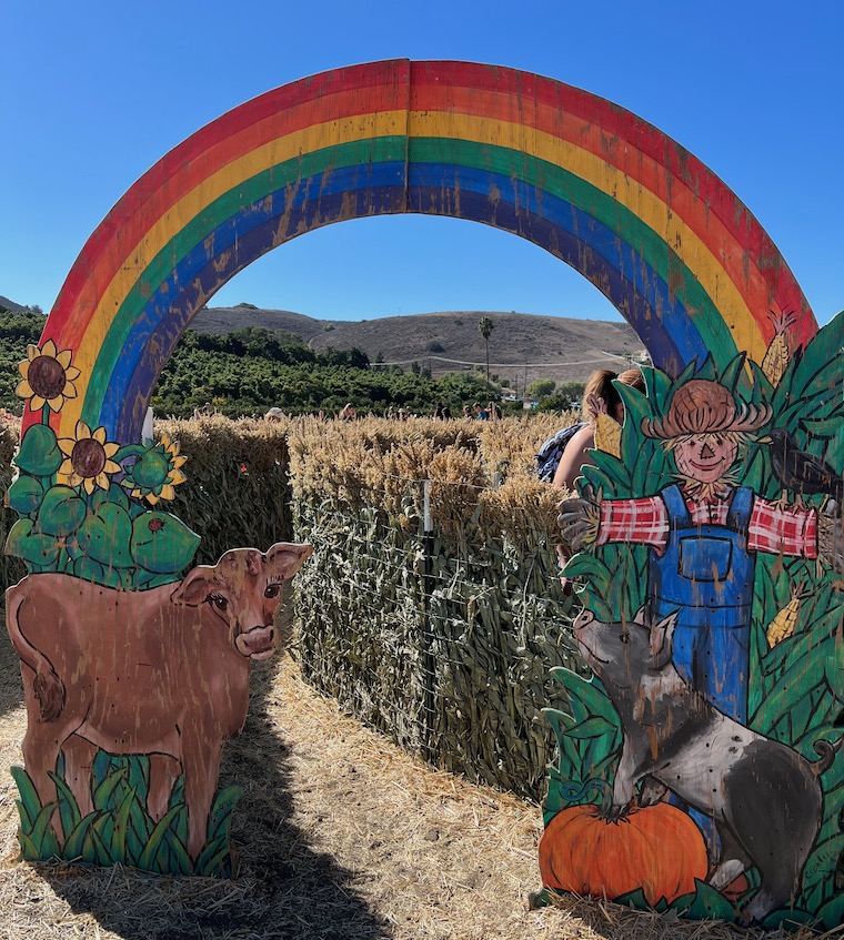 corn maze entrance with rainbow, cow and scarecrow