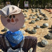 scarecrow with green pumpkins in background